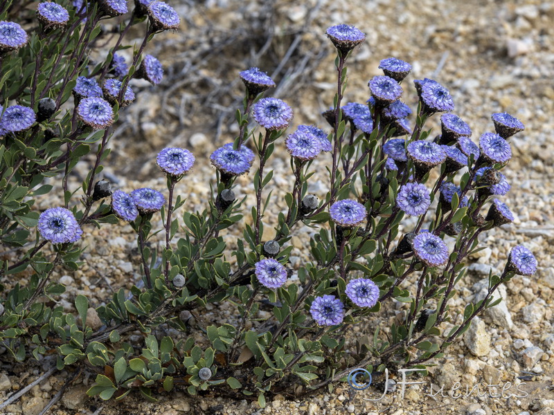 Globularia alypum.04