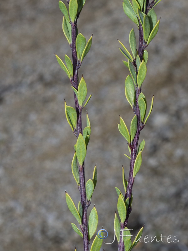 Globularia alypum.02