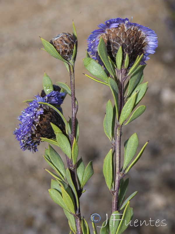 Globularia alypum.03