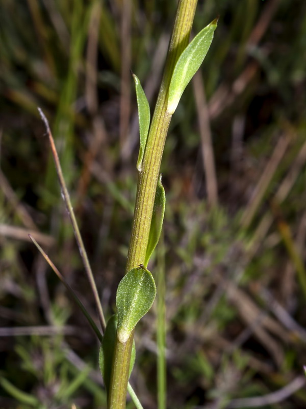 Globularia linifolia hispanica.04