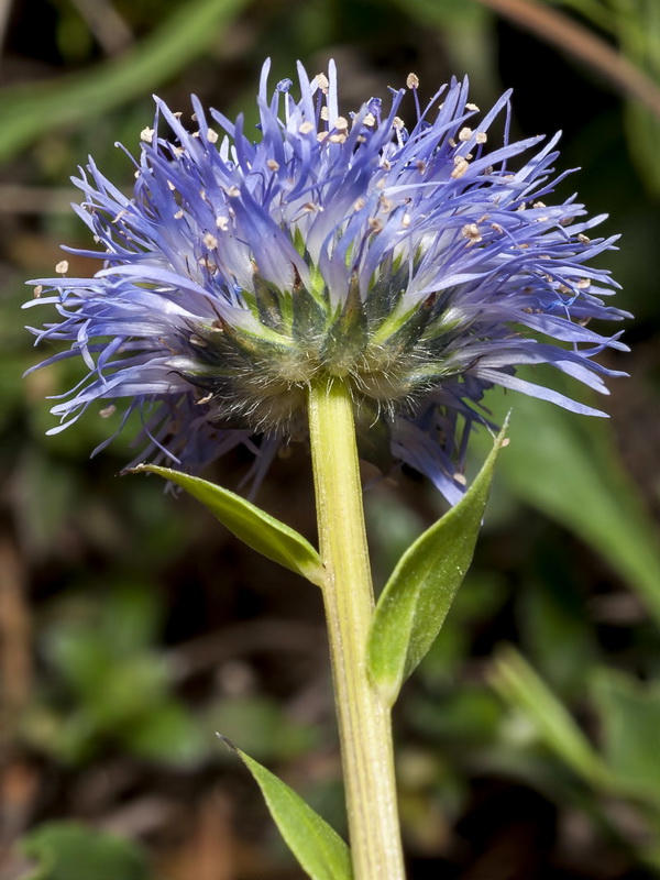 Globularia linifolia hispanica.12