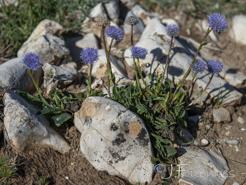 Globularia linifolia hispanica.01