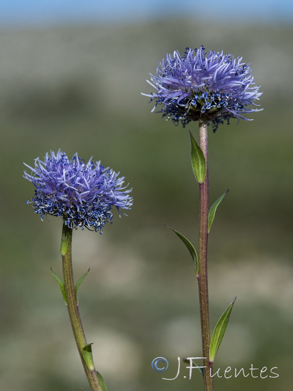 Globularia linifolia hispanica.17