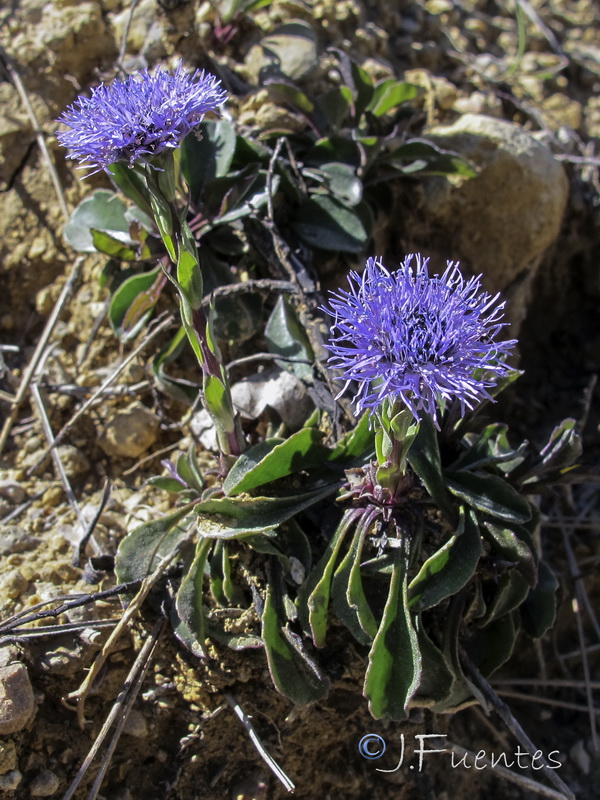 Globularia linifolia linifolia.13