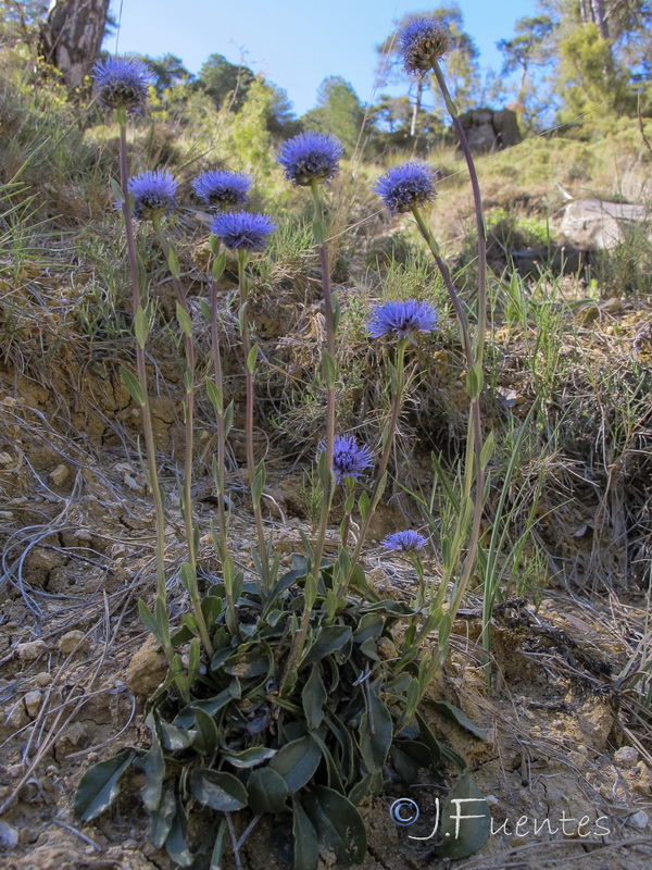 Globularia linifolia linifolia.14