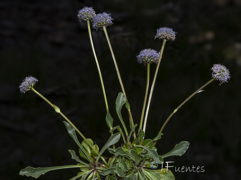 Globularia linifolia linifolia.16