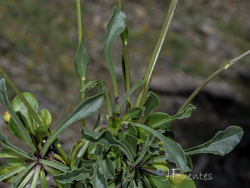 Globularia linifolia linifolia.17