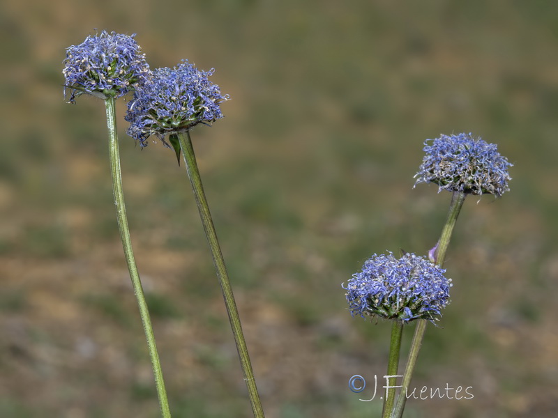 Globularia linifolia linifolia.18
