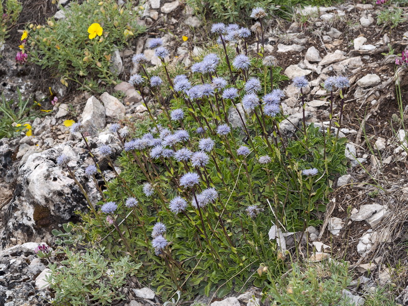 Globularia spinosa.03