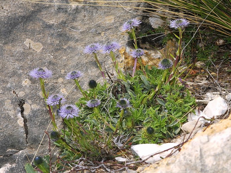 Globularia spinosa.03