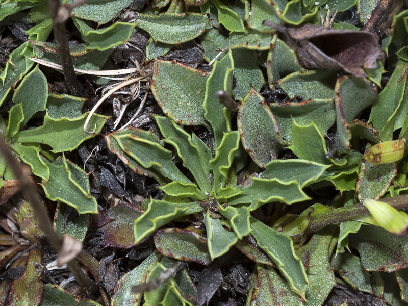 Globularia spinosa.05