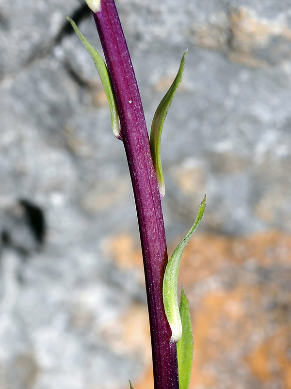 Globularia spinosa.06