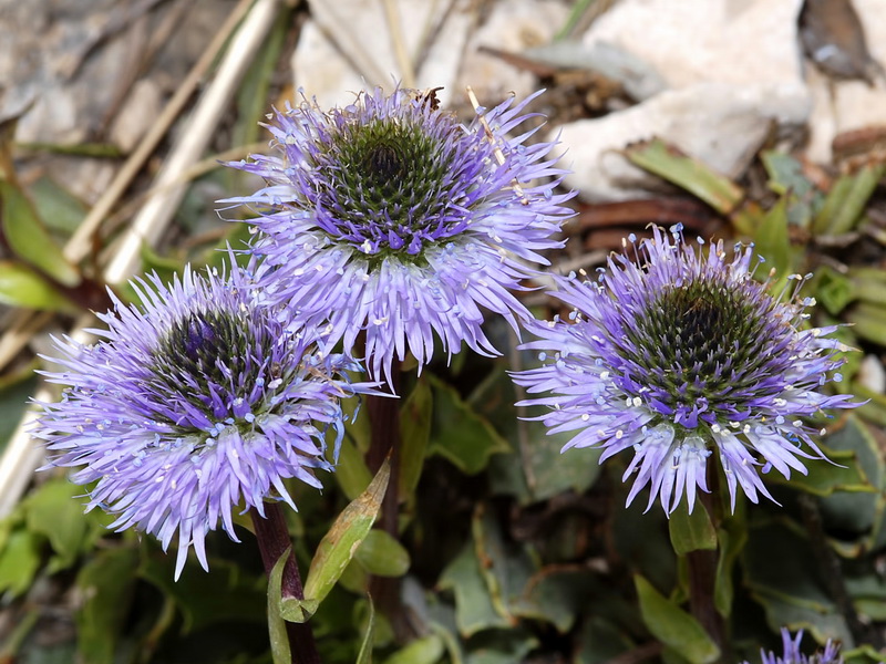 Globularia spinosa.09