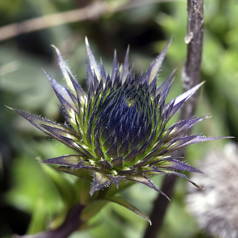 Globularia spinosa.10