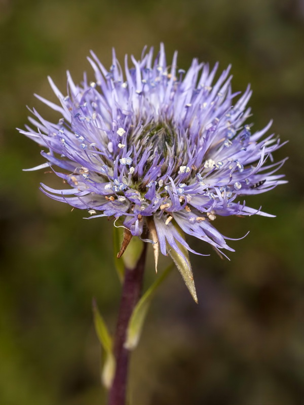 Globularia spinosa.11