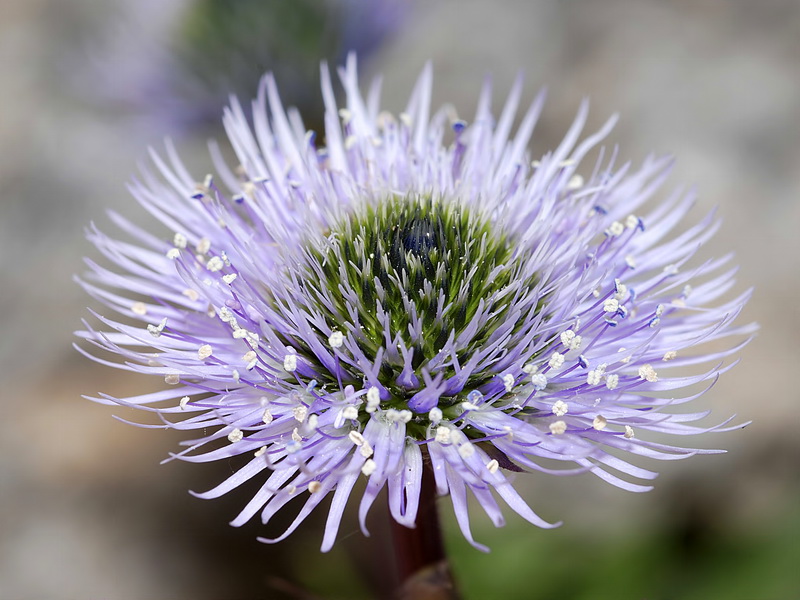 Globularia spinosa.13