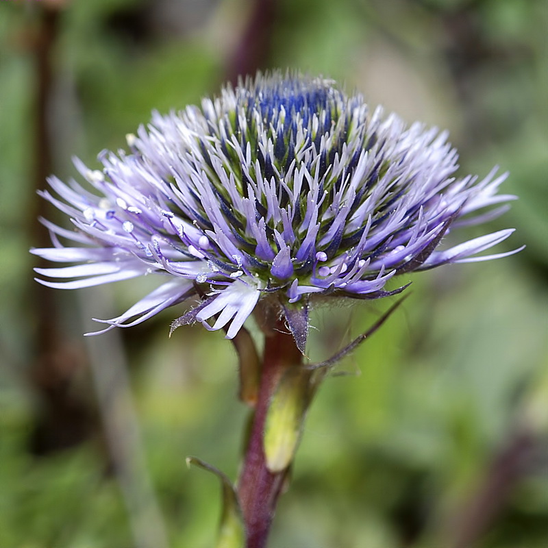 Globularia spinosa.19