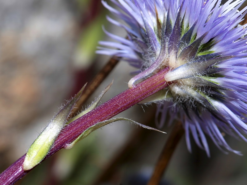 Globularia spinosa.20