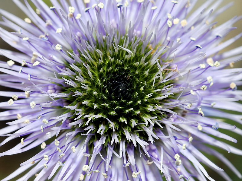 Globularia spinosa.23