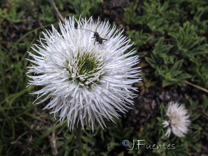 Globularia spinosa.25