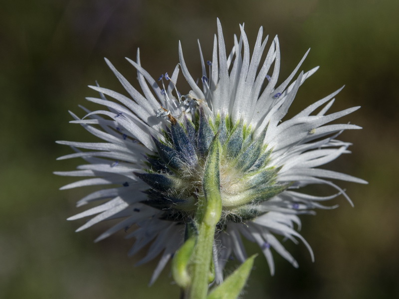 Globularia spinosa.28