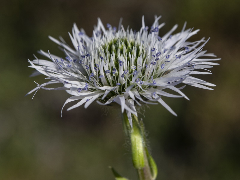 Globularia spinosa.30