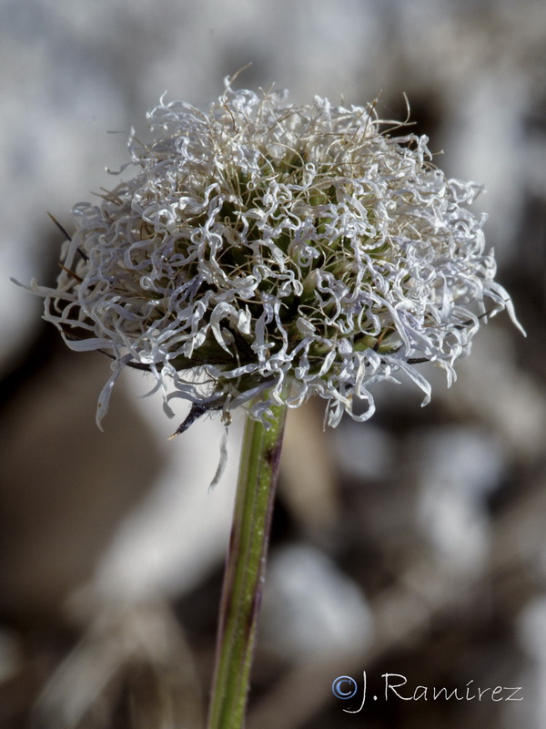 Globularia spinosa.32