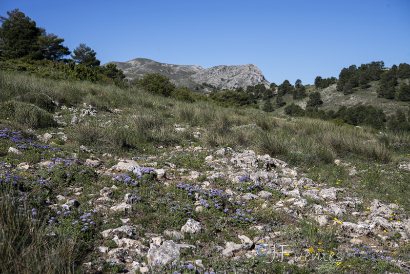 Globularia spinosa.33