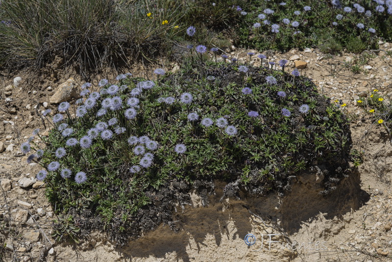 Globularia spinosa.35