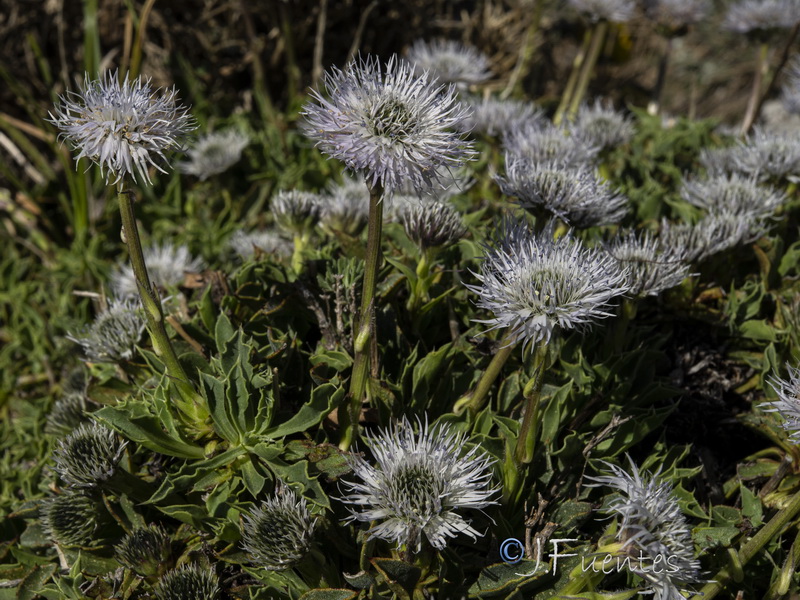 Globularia spinosa.38