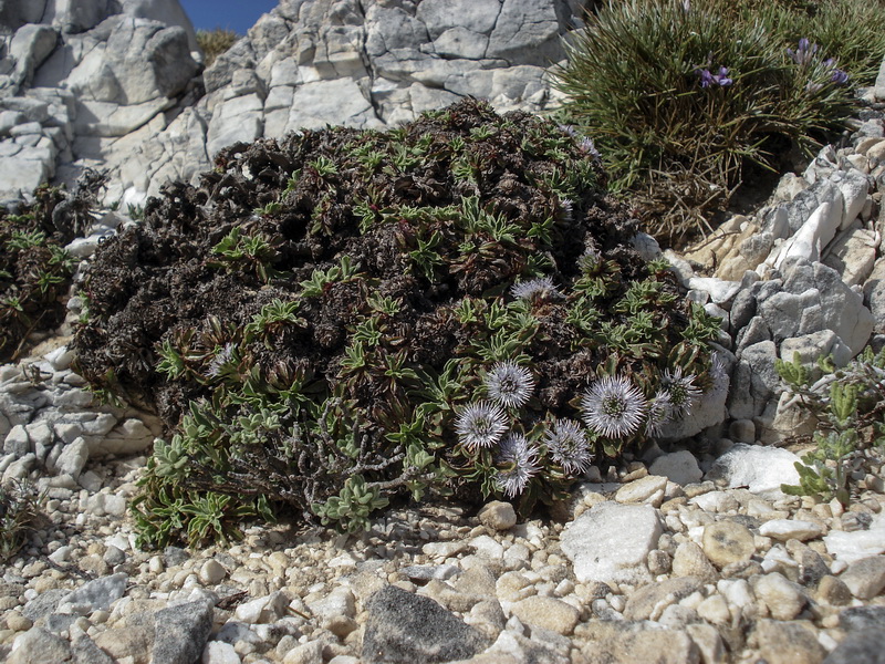Globularia spinosa subscaposa.05