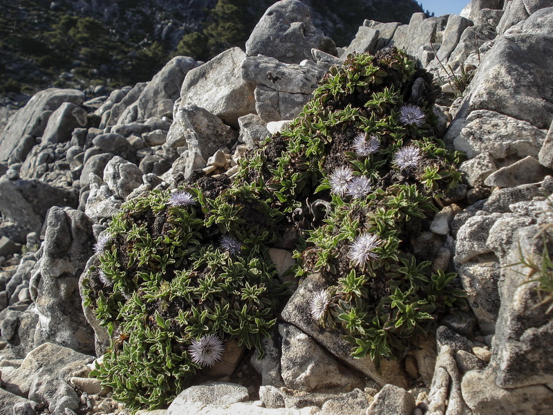 Globularia spinosa subscaposa.06