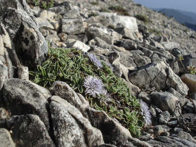 Globularia spinosa subscaposa.10