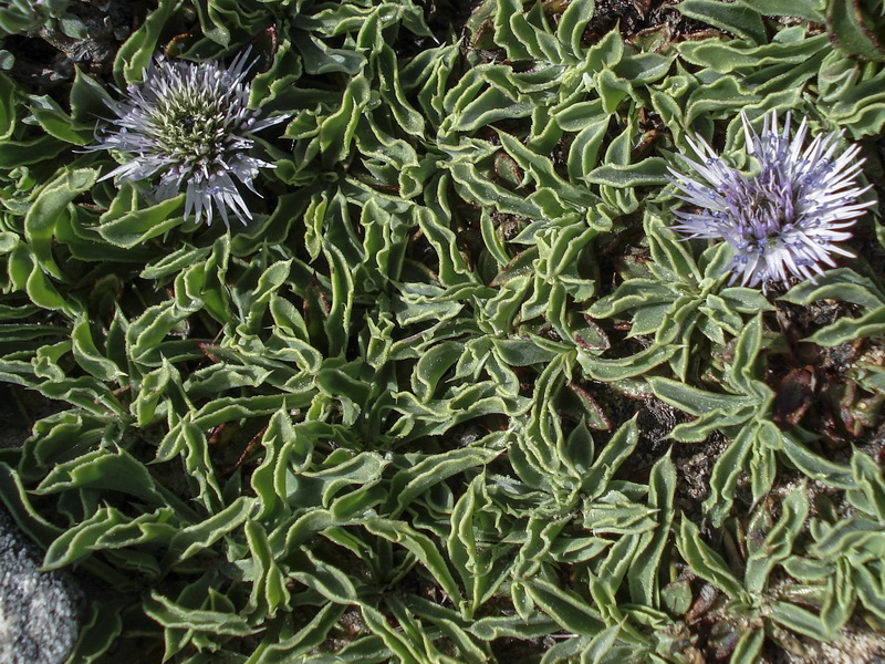 Globularia spinosa subscaposa.11