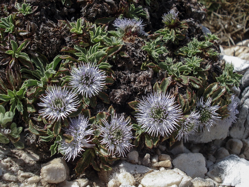 Globularia spinosa subscaposa.12