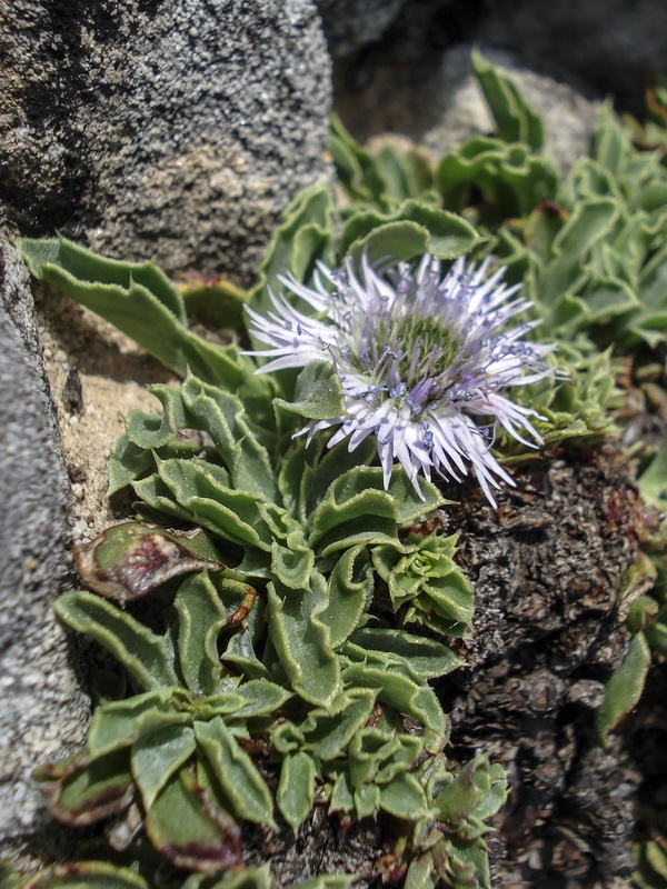 Globularia spinosa subscaposa.18