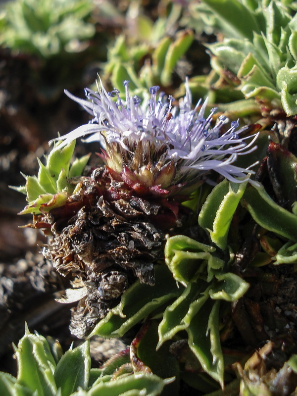 Globularia spinosa subscaposa.20