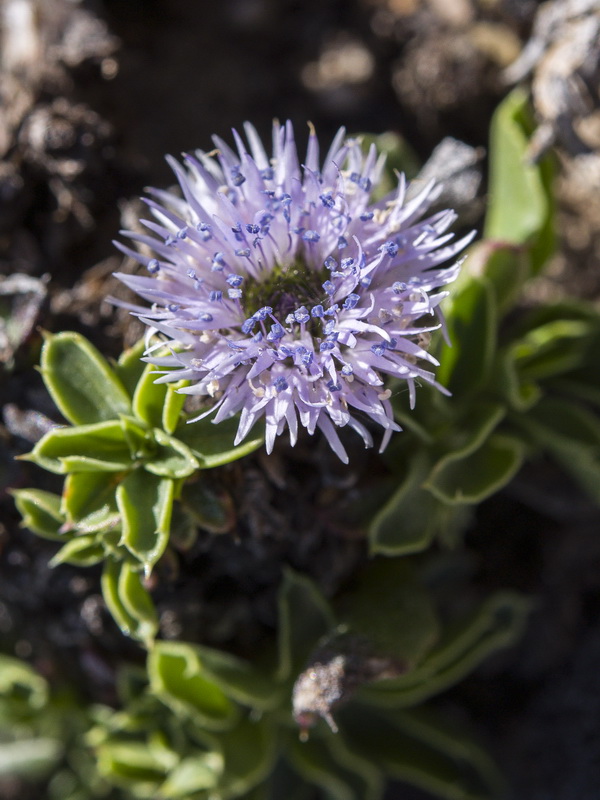 Globularia spinosa subscaposa.24