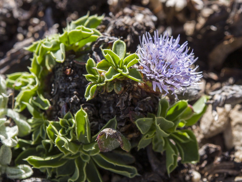 Globularia spinosa subscaposa.25