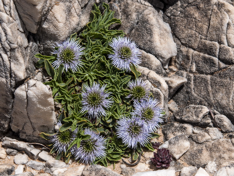 Globularia spinosa subscaposa.28