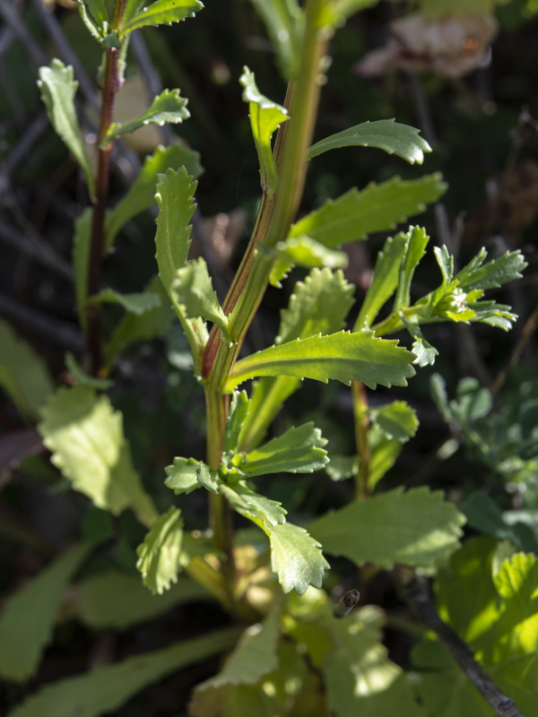 Glossopappus macrotus.24