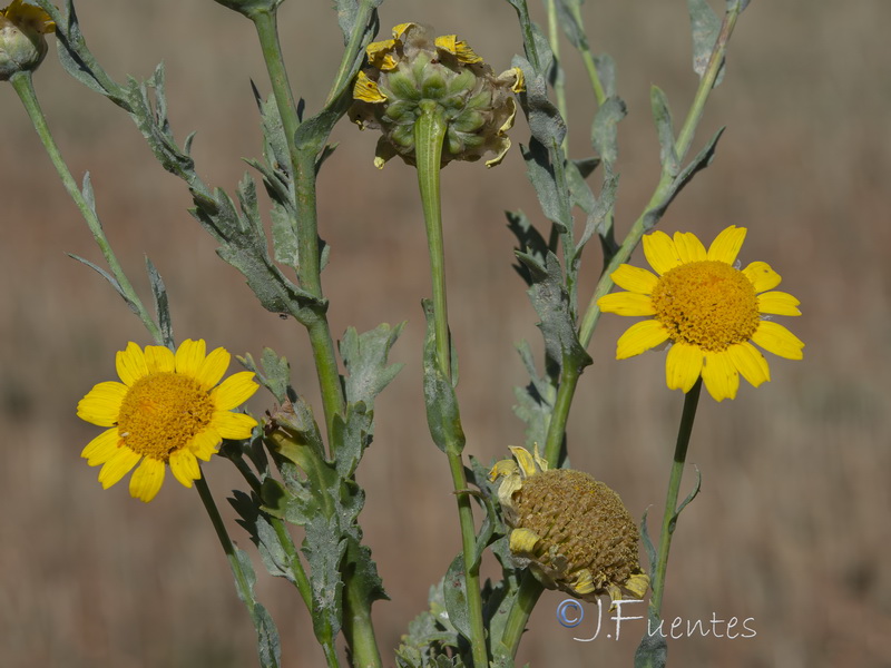 Glossopappus macrotus.41