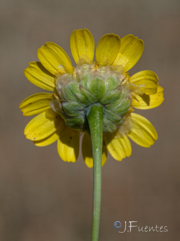 Glossopappus macrotus.35