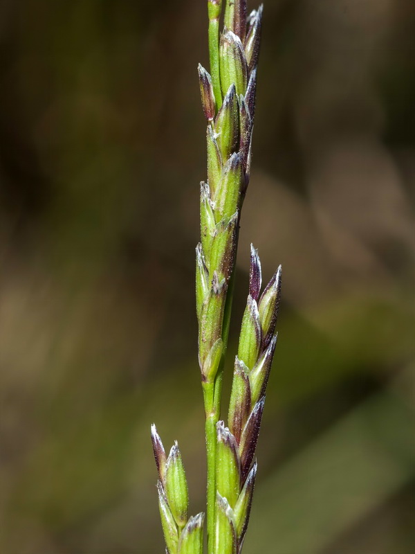 Glyceria declinata.09