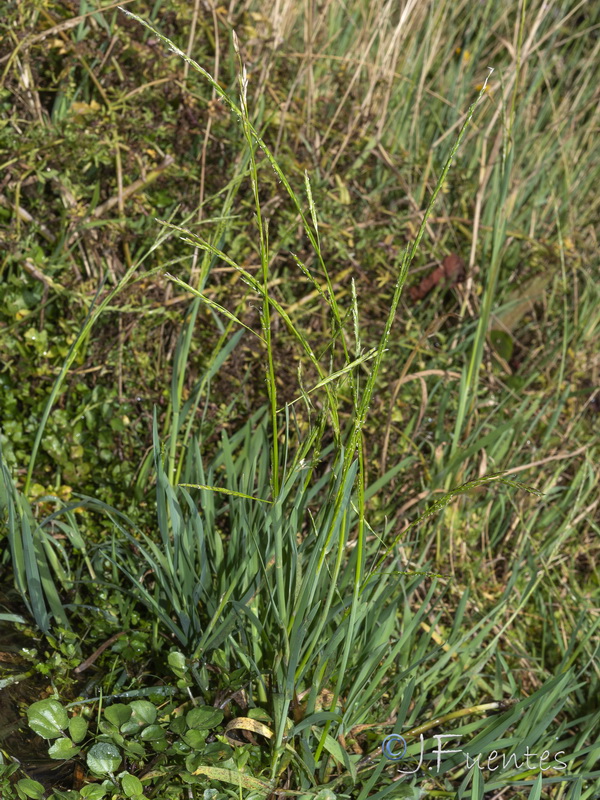 Glyceria declinata.14
