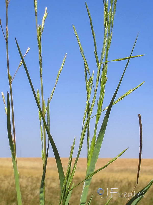 Glyceria declinata.17