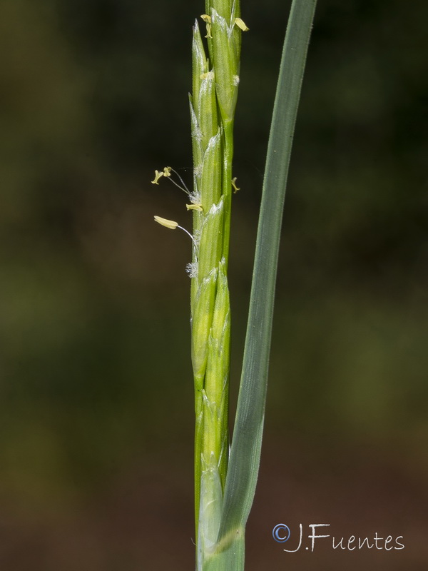 Glyceria declinata.19