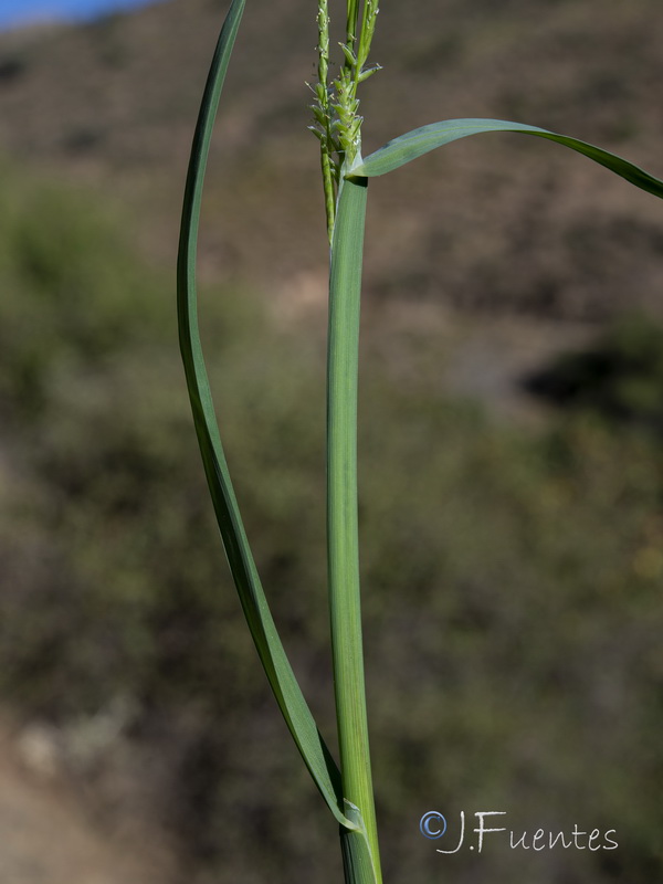 Glyceria declinata.22