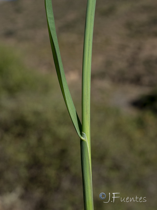 Glyceria declinata.23