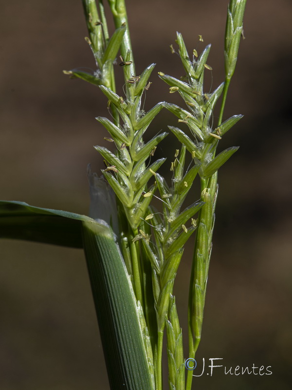 Glyceria declinata.25